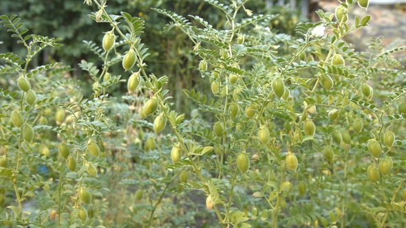 Growing Green Chickpeas in Husks alt