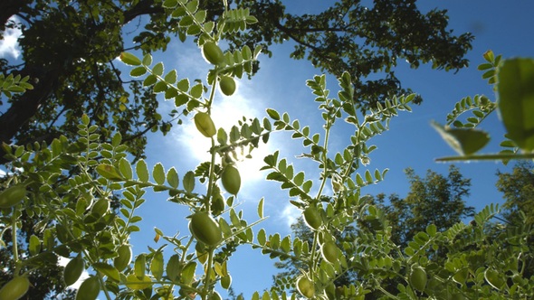 Growing Green Chickpeas in Husks alt