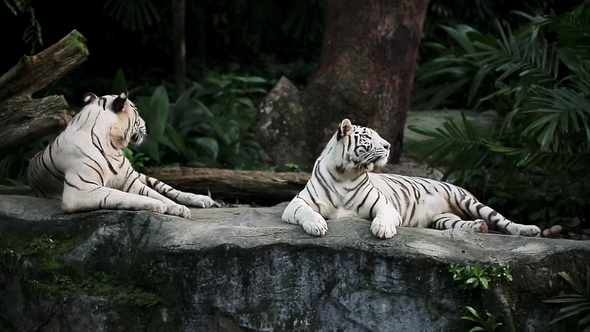 White Tigers in Zoo