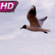 Seagulls Caught Headwind - VideoHive Item for Sale