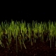 Germinating Sprouts of Wheat - VideoHive Item for Sale