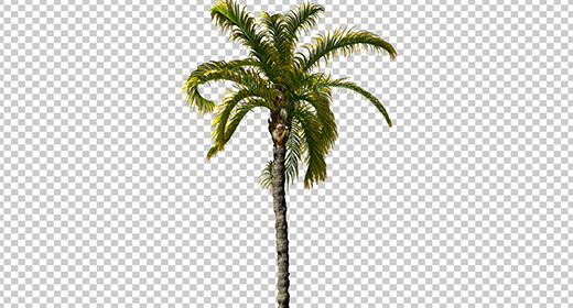 PLANTS WITH ALPHA CHANNEL