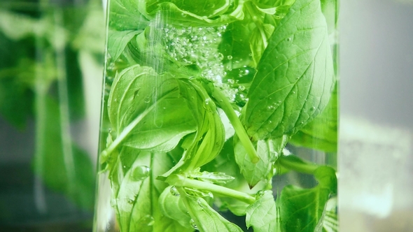 Bubbles on the Leaves of Mint in a Glass of Water