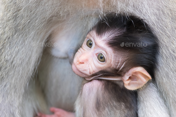 Baby monkey hiding and sucking mother's chest - Stock Photo - Images