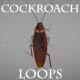 Cockroach Loops Pack - VideoHive Item for Sale