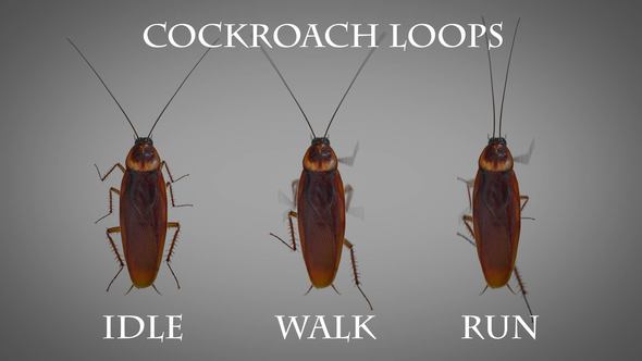 Cockroach Loops Pack