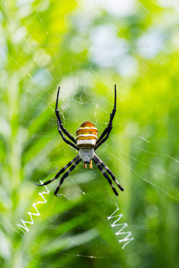wasp spider closeup, argiope bruennichi on his web - Stock Photo - Images