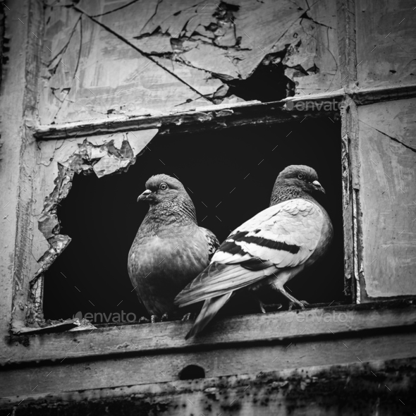 Two pigeons sitting together in a broken window. Stock Photo by photocreo