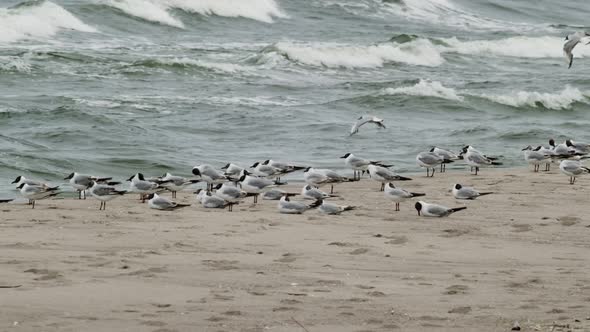 Flock of white seagulls on shoreline
