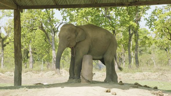 Baby Elephant Is Chained in the Farm of National Park Chitwan, Nepal alt