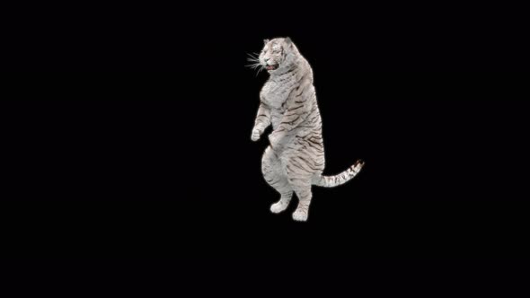 68 White Tiger Dancing 4K alt