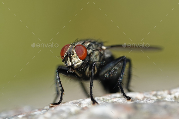 Flesh fly (Sarcophaga) Stock Photo by DennisJacobsen | PhotoDune