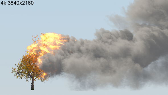 Burning Tree on Blue Background 4k