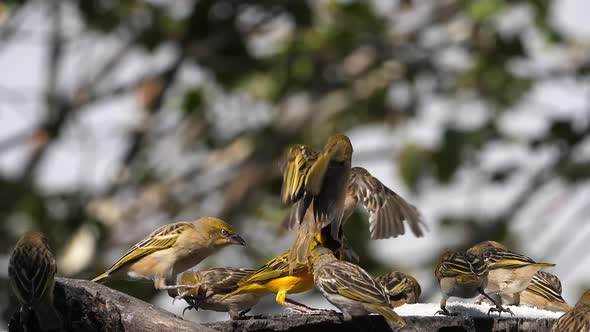 Northern Masked Weavers, Ploceus taeniopterus, group at the Feeder, in flight alt