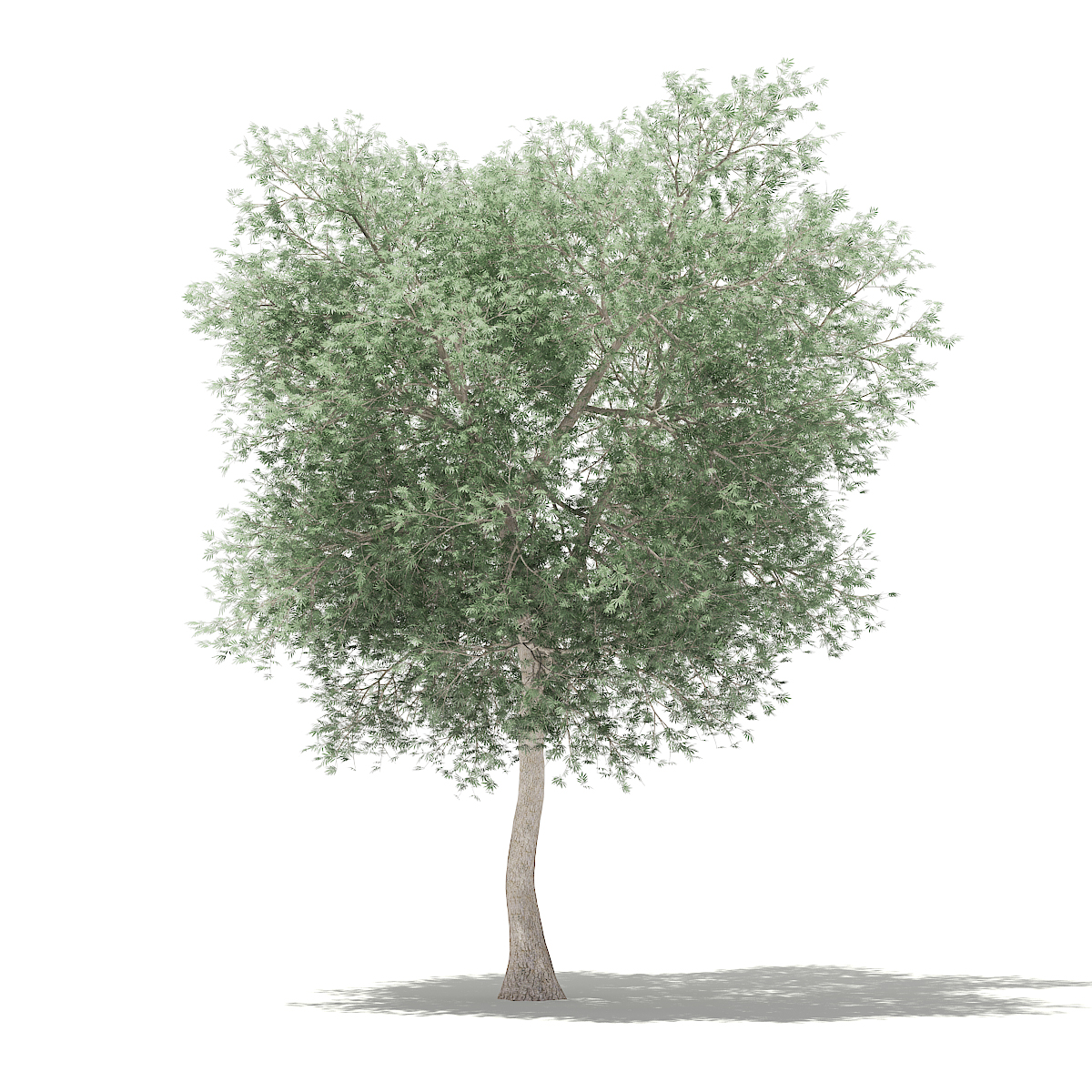 Olive Tree 3d Model 6m By Cgaxis 3docean