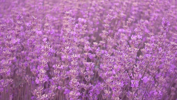 Lavender Field, Beautiful Tender Lavender Flowers on a Wind