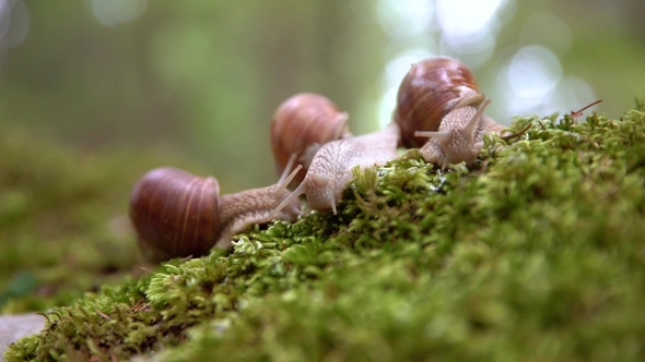 Helix Pomatia Also Roman Snail, Burgundy Snail alt