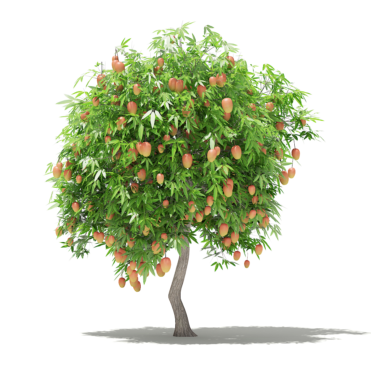 Imagen de árbol de mango con frutas