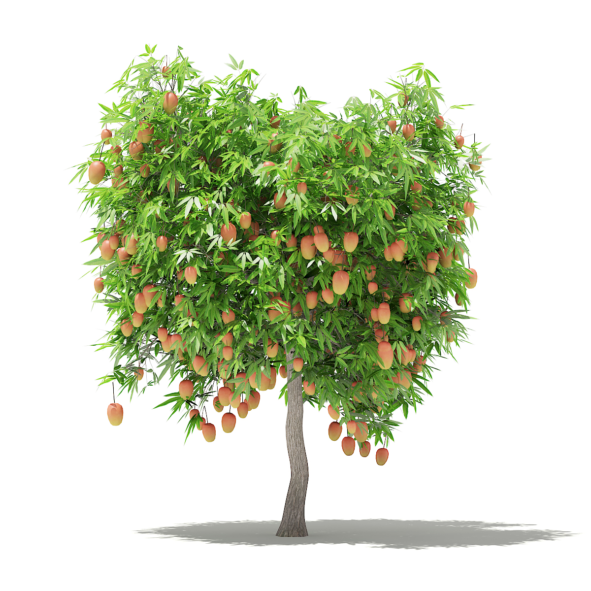 Mango Tree With Fruits 3d Model 2 7m By Cgaxis 3docean
