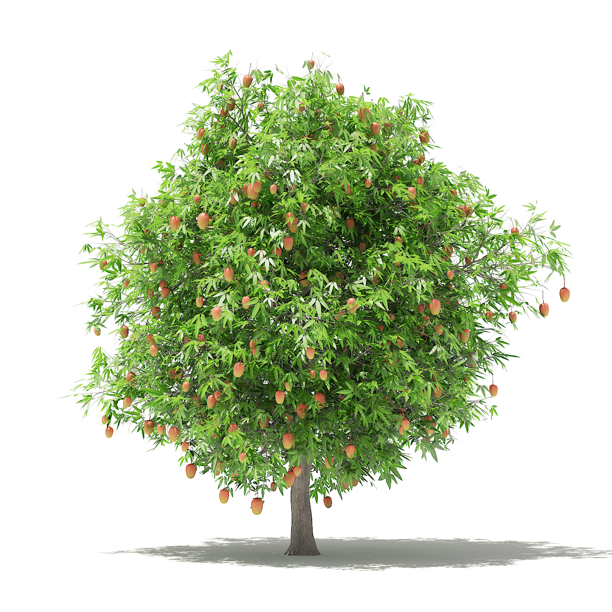 Mango Tree With Fruits 3d Model 4m By Cgaxis 3docean