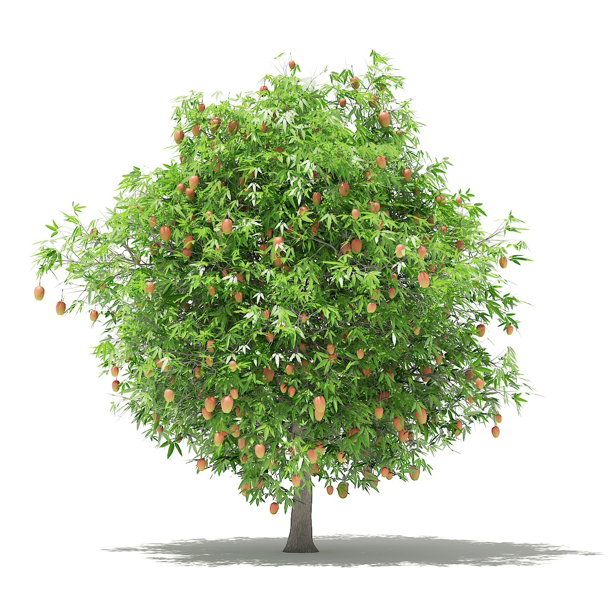 Mango Tree With Fruits 3d Model 4m By Cgaxis 3docean