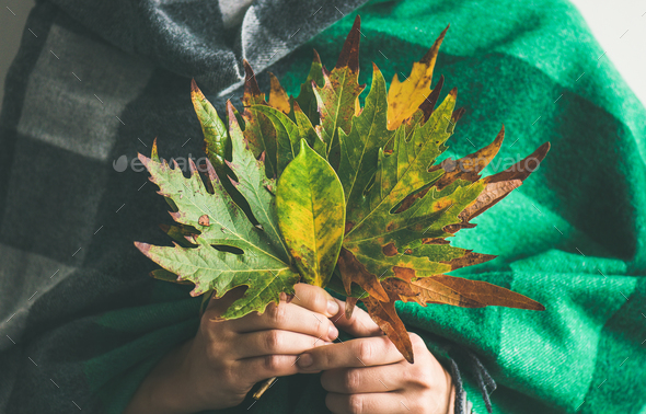 Woman in warm scarf holding Autumn leaves - Stock Photo - Images