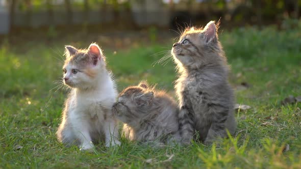 Cute Persian Kittens Looking On Green Grass alt