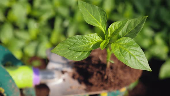 Young Seedling of Pepper on a Garden Shovel, Closeup alt