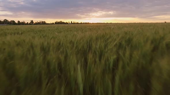 Drone Flying Above Grain Field at Dusk Quadrocopter Video of Beautiful Scenery of Rural Area