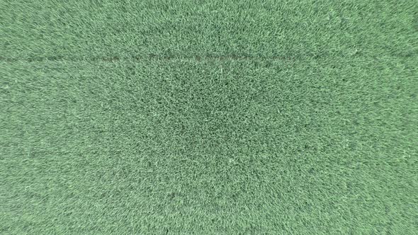 Top Down Aerial Zoom Shot of Tractor Tire Tracks on a Wheat Field in a Countryside