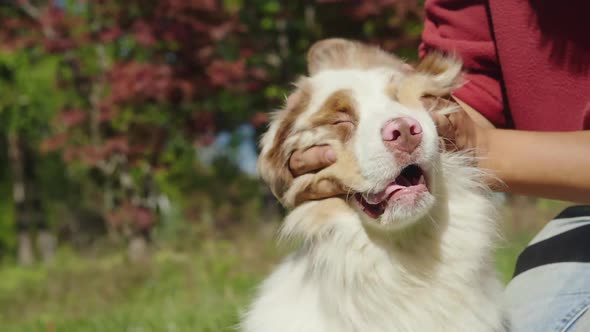 Funny Video with a Dog. The Owner Picks His Dog's Muzzle. Slow Motion Video alt