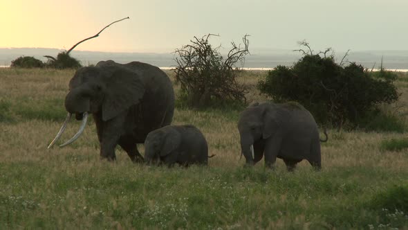 African Elephant (Loxodonta africana)  family  in grasslands, during sunset, Amboseli N.P. Kenya. alt