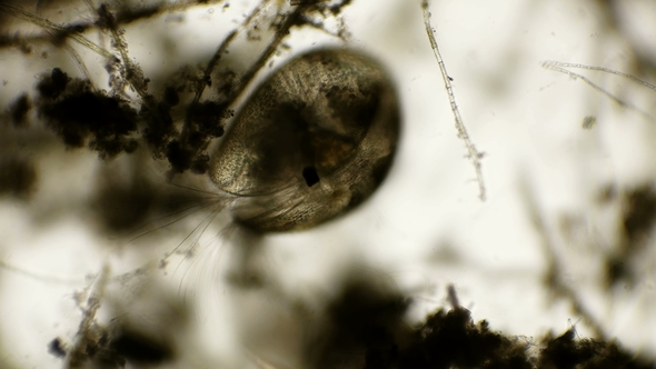 Shellfish Crustaceans Ostracoda Under a Microscope alt