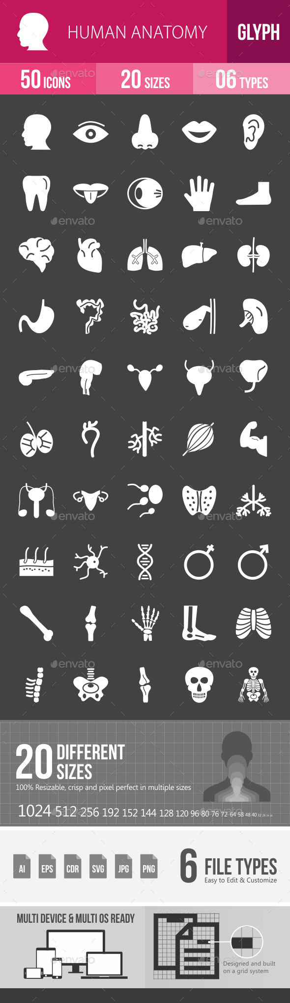Human Anatomy Glyph Inverted Icons - Icons