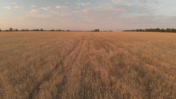 Flight with Rotation Over a Wheat Field with Golden Ears at Sunset  alt