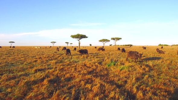 Buffalo Bulls Grazing in Savannah at Africa alt