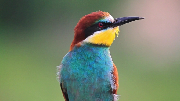 Colorful Wild Bird with a Curious Look