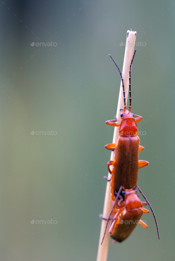 Common red soldier beetle - Stock Photo - Images