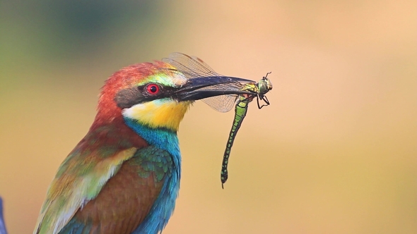 Exotic Bird Holds a Colorful Dragonfly in the Beak