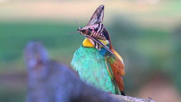 Exotic Wild Bird Holds a Large Butterfly in a Beak