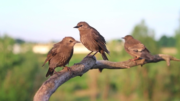 Starlings Sit and Jump on a Branch and Then Fly From It alt