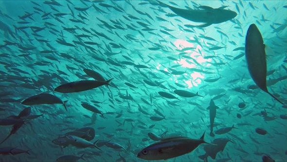 Huge Schools of Fusiliers and Mackerels in the Light-flooded Ocean