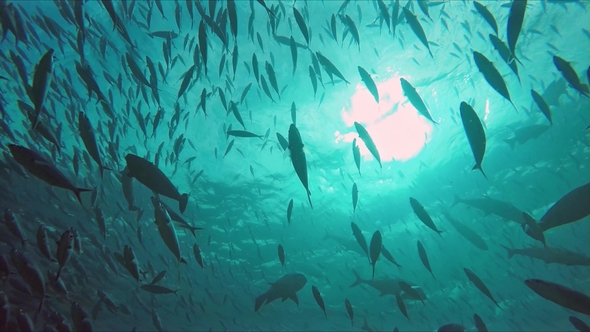 Shoals of Fusiliers and Mackerels in the Light-flooded Ocean