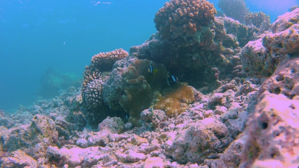 Clownfish and Their Anemone at an Island's Coral Reef