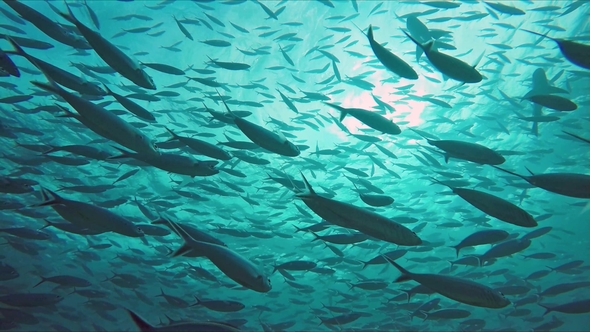 Huge Schools of Fusiliers and Mackerels in the Light Flooded Ocean