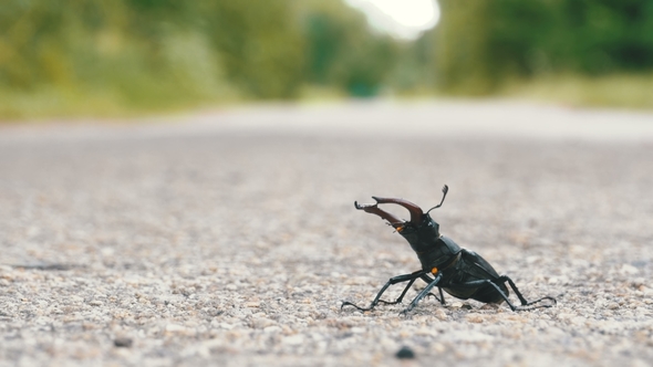 Beetle Deer on the Asphalt Road Creeps. Lucanus Cervus alt