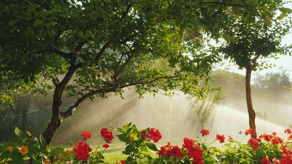 Beautiful Sun Rays in the Garden alt