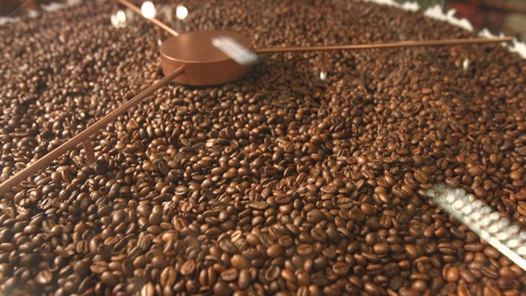 Processing of Coffee Beans