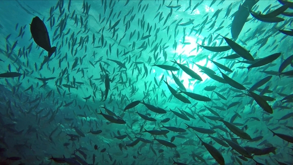 Huge Schools of Fusiliers and Mackerels in the Light-flooded Ocean