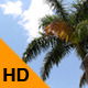 Palm Tree and Clouds - VideoHive Item for Sale